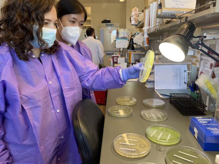 Public health laboratory staff examining antimicrobial resistance isolates